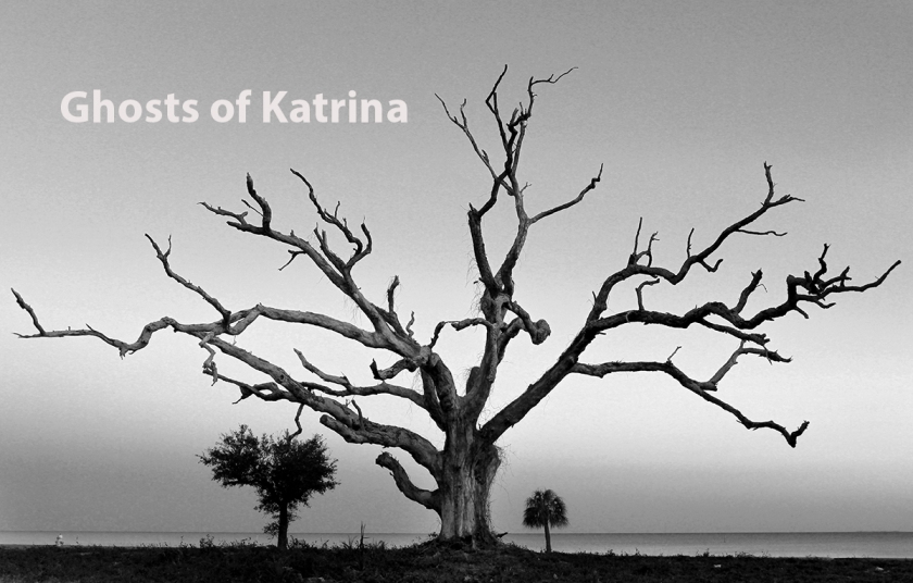 JOHN FITZHUGH/SUN HERALD Katrina Trees, Long Beach, Feb. 12, 2015